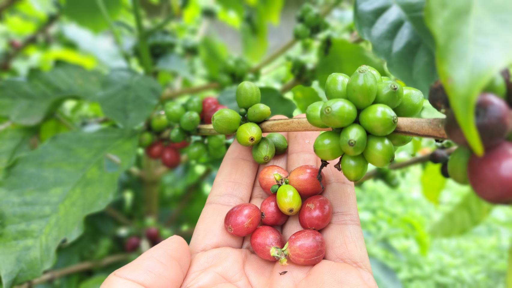 Coffee Journey  "จากต้นกาแฟสู่แก้วของคุณ"