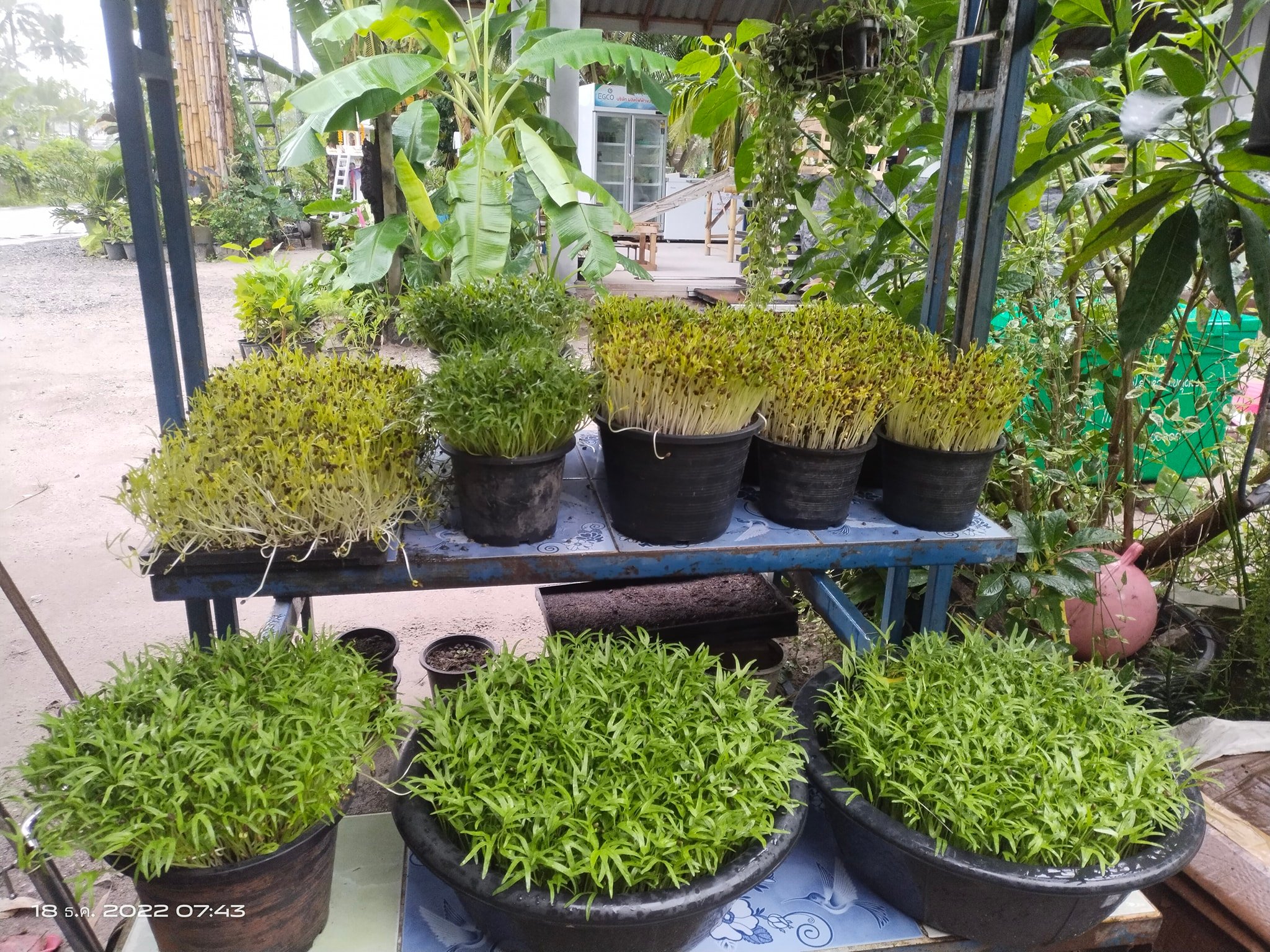 กิจกรรมฐานเรียนรู้ “ต้นอ่อนสอนงอก” จากการเพาะต้นอ่อนผักบุ้ง ทานตะวัน