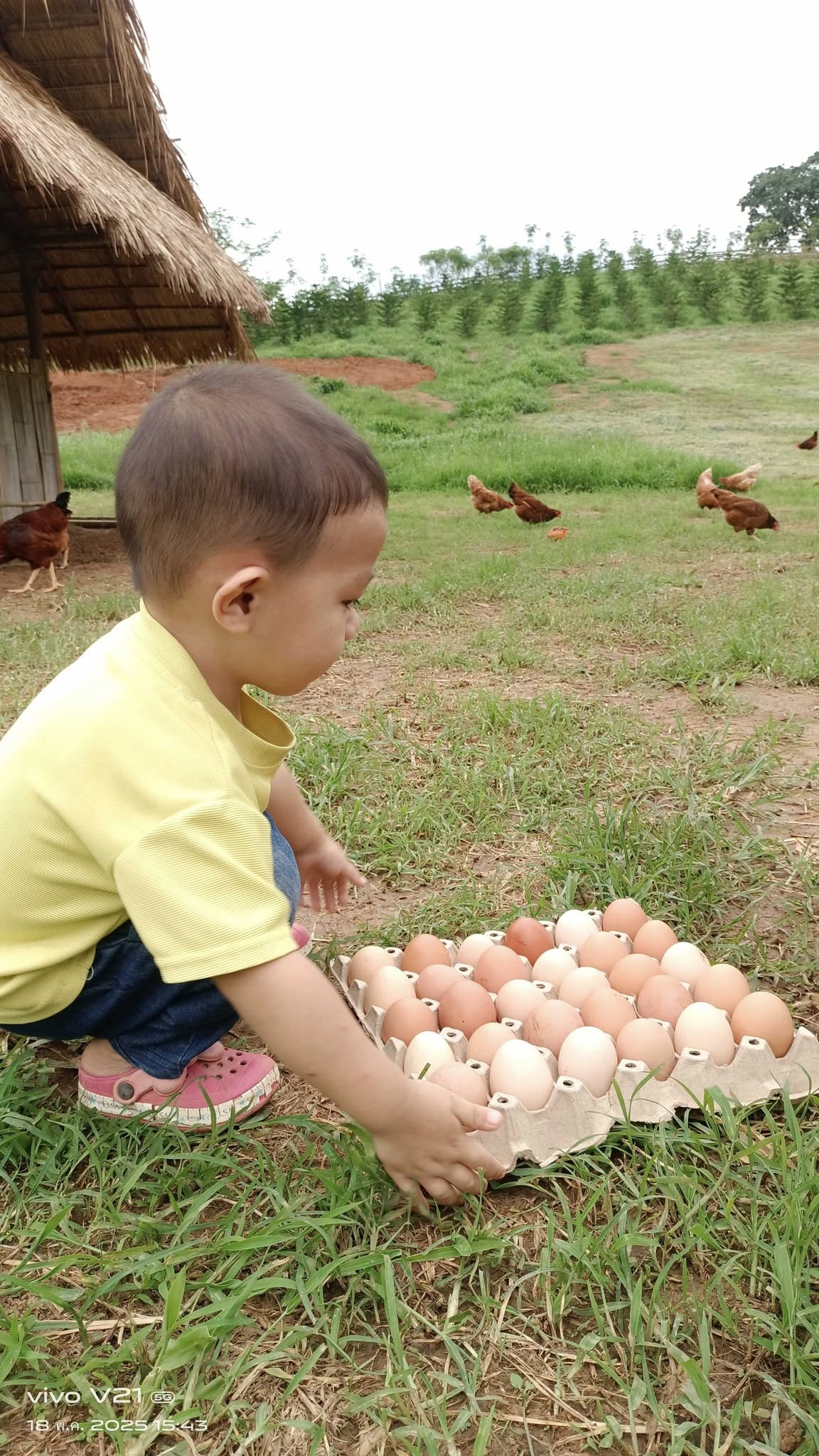 การเลี้ยงไก่ไข่อารมณ์ดี ไก่ดำพื้นเมือง