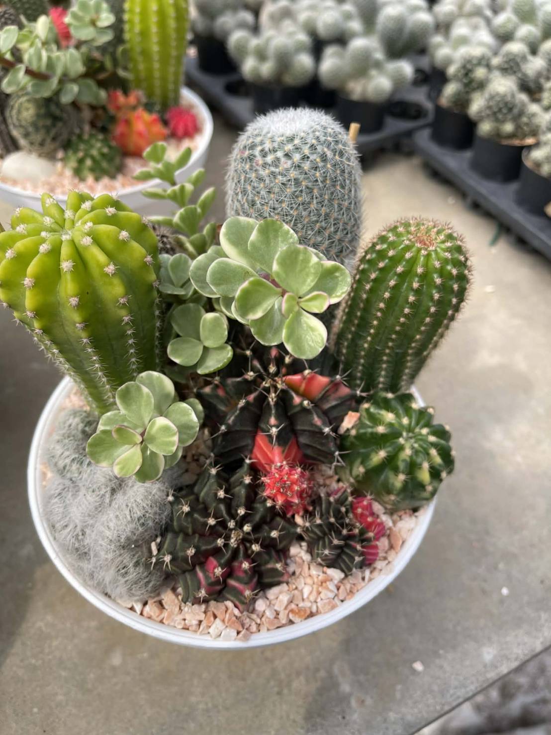 มาเป็นเจ้าของสวนแคคตัสในหนึ่งวัน (DIY Cactus & Succulent Workshop)