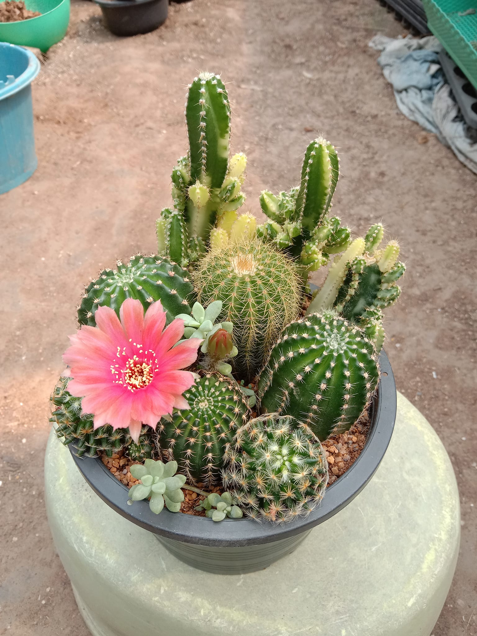 มาเป็นเจ้าของสวนแคคตัสในหนึ่งวัน (DIY Cactus & Succulent Workshop)