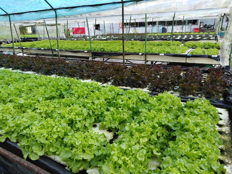 ฐานเรียนรู้การปลูกผักไฮโดรโปรนิกส์
