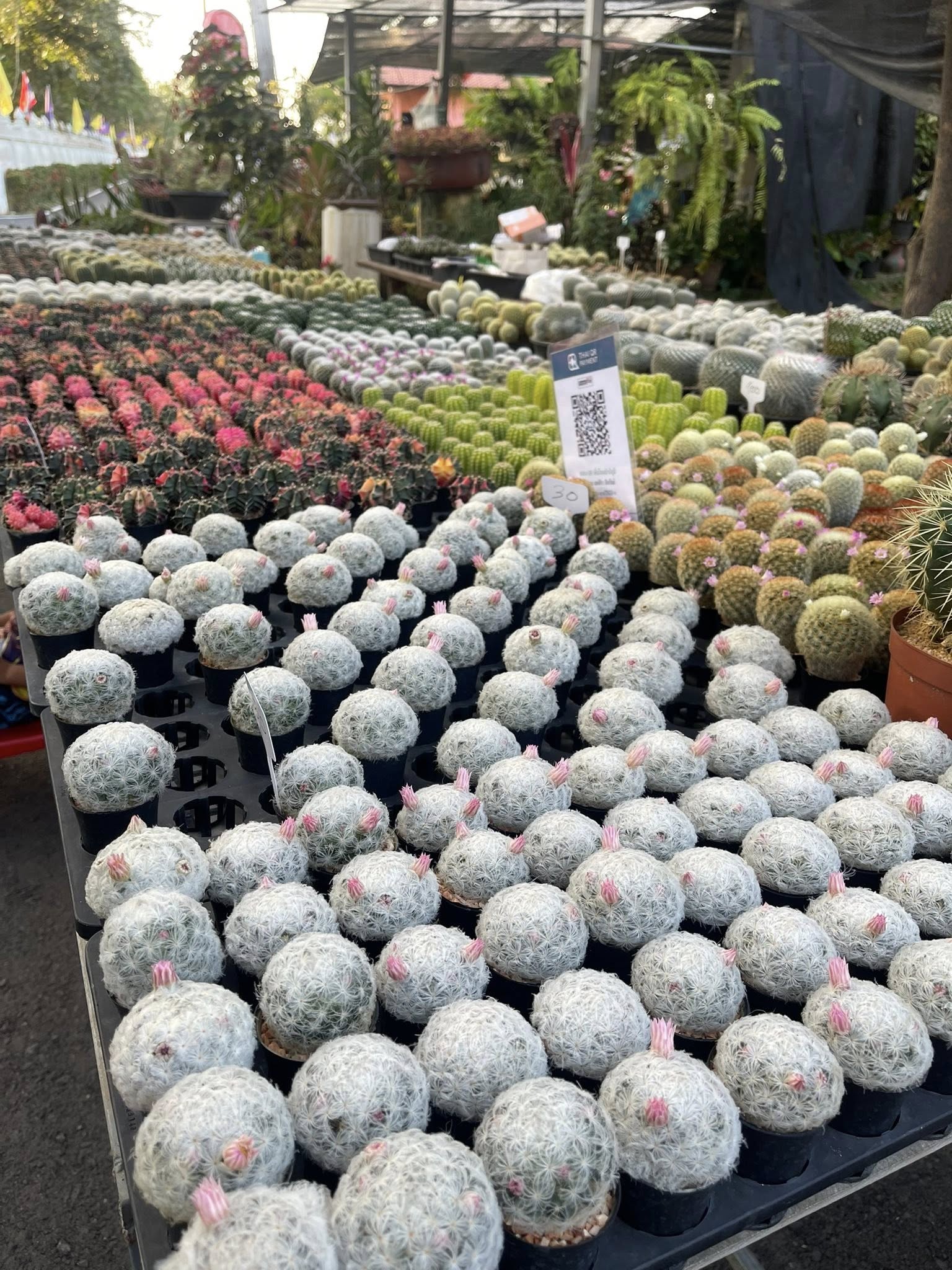 เปิดบ้านเกษตรกร: สัมผัสวิถีชีวิตคนรักต้นไม้