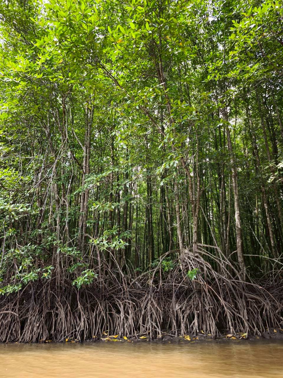 เดินชมสะพานศึกษาธรรมชาติระบบนิเวศน์ ขึ้นหอดูนก งมหอยปากเป็ด/กระจู๋ทะเล