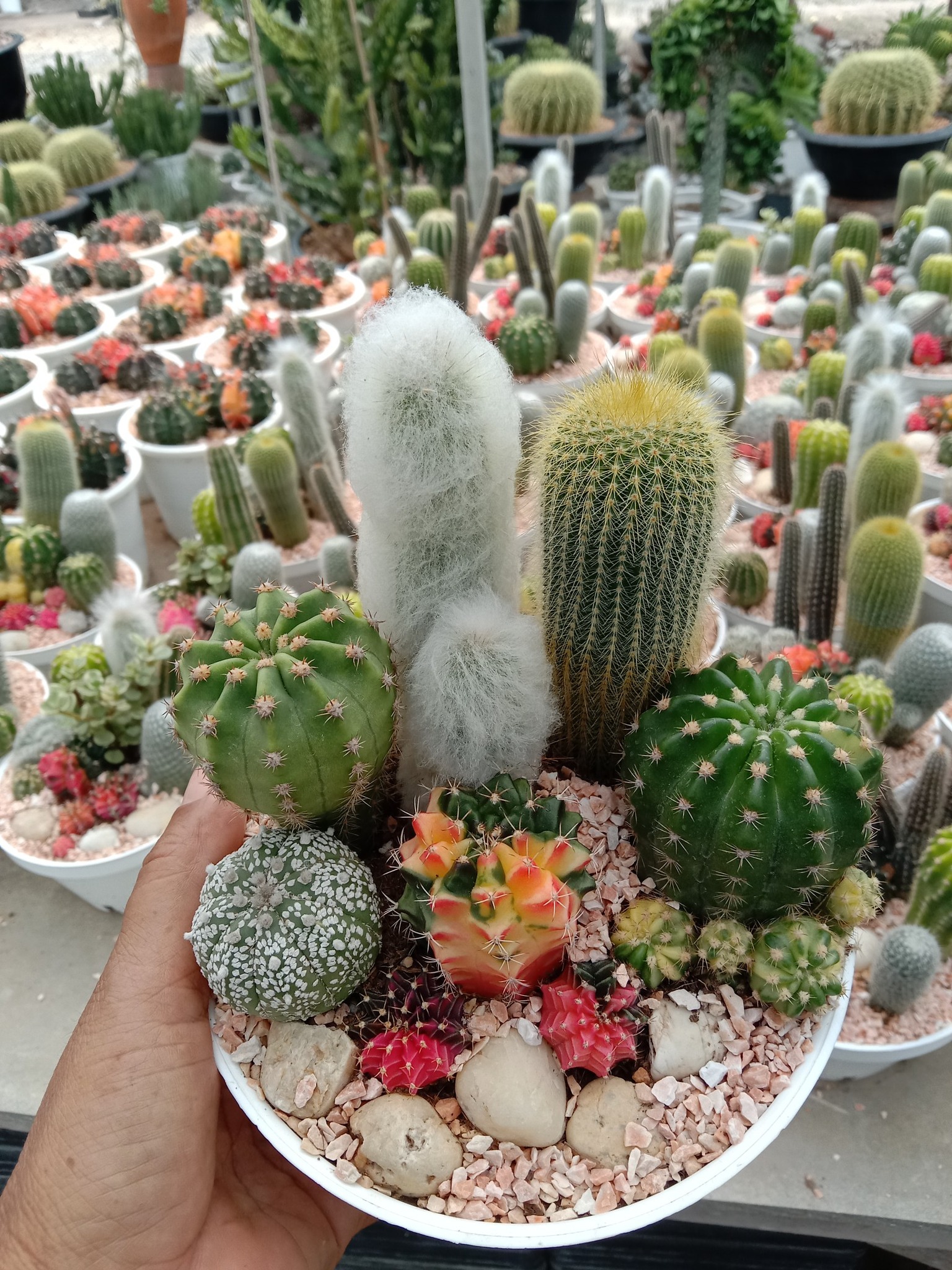 มาเป็นเจ้าของสวนแคคตัสในหนึ่งวัน (DIY Cactus & Succulent Workshop)