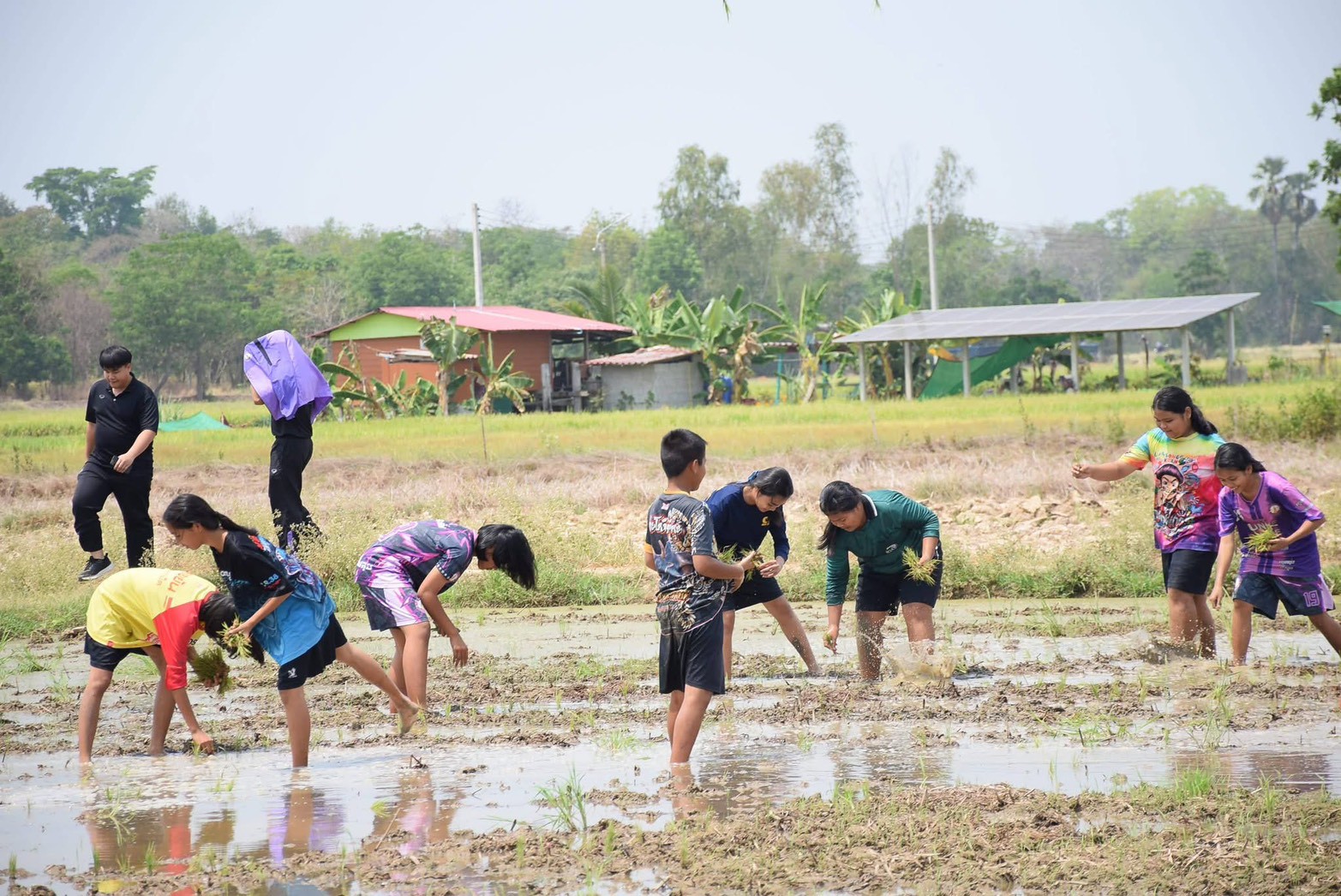 การปลูกข้าว ดำนา โยนกล้า