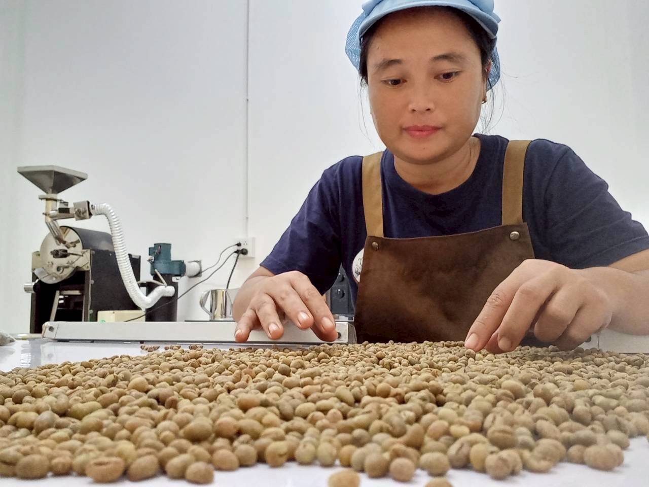 การคัดคุณภาพสารกาแฟ Green Coffee Bean