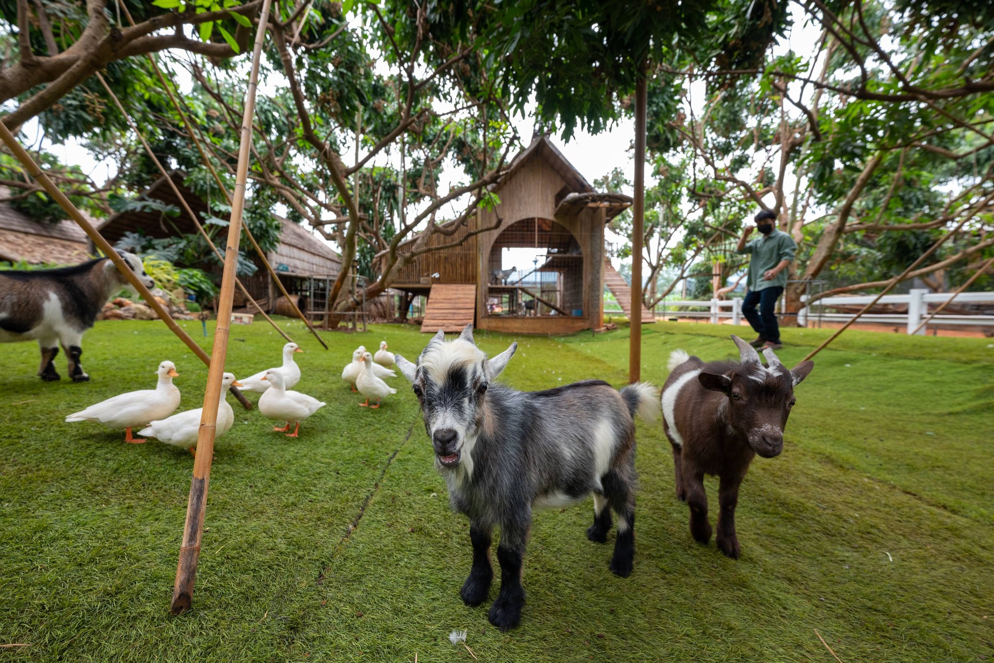 Mini Zoo และโซนเด็ก