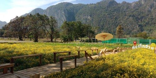 กิจกรรมเยี่ยมชมและถ่ายรูปแปลงเก๊กฮวย (เฉพาะเดือน พ.ย. - ก.พ.)