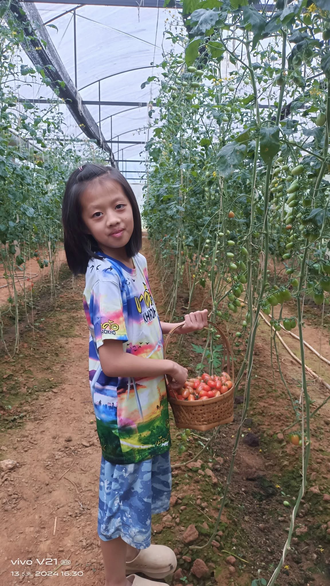 การปลูกผักในโรงเรือน