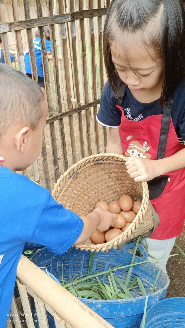 การเลี้ยงไก่ไข่อารมณ์ดี ไก่ดำพื้นเมือง