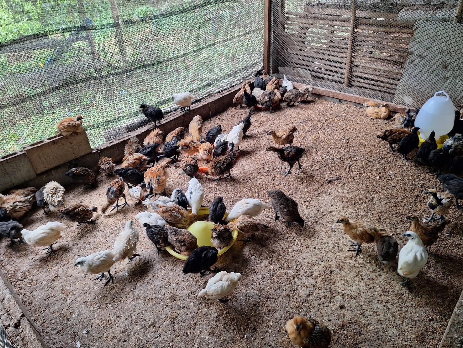 ศูนย์การเรียนรู้การเลี้ยงไก่ดำและการแปรรูปผลิตภัณฑ์จากไก่ดำ