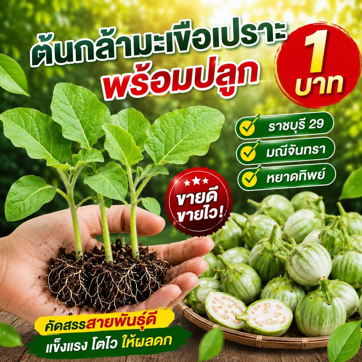 เพาะกล้ามะเขือเปราะ