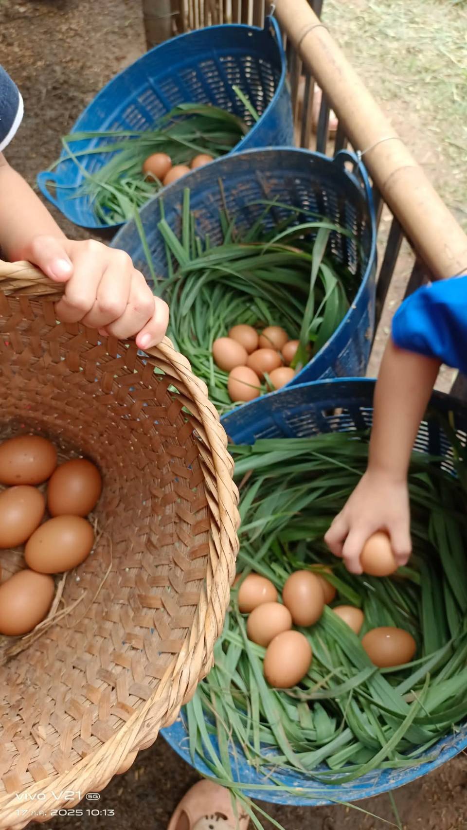 การเลี้ยงไก่ไข่อารมณ์ดี ไก่ดำพื้นเมือง