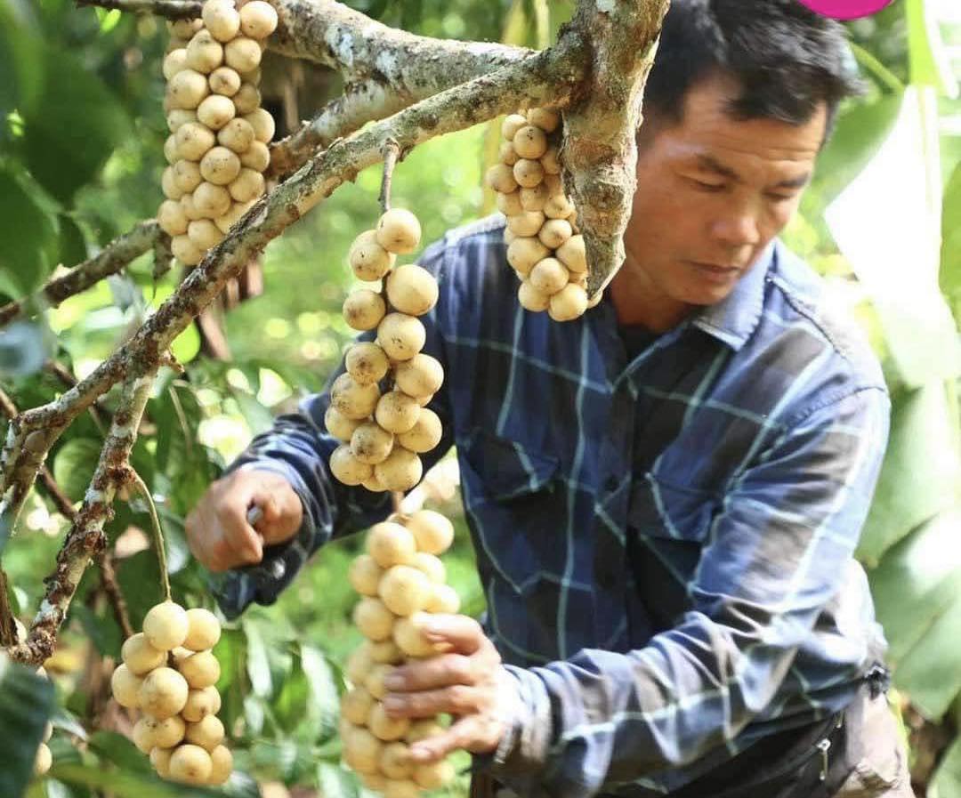 กิจกรรมเก็บผลผลิตสดจากสวน เช่น ทุเรียน มะยงชิด และลองกอง จากต้น