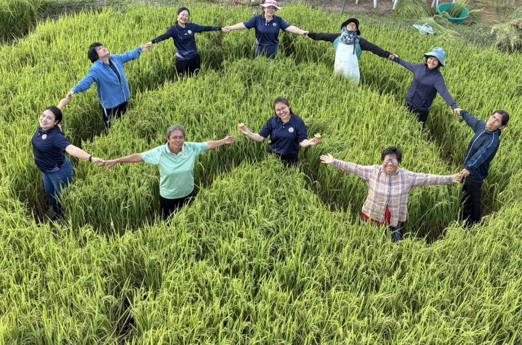 เกี่ยวข้าวใต้แสงจันทร์