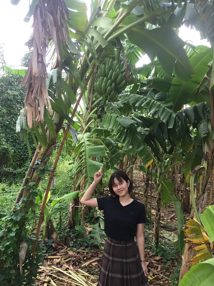 กล้วยหอมทอง กล้วยไข่ กล้วยน้ำว้า