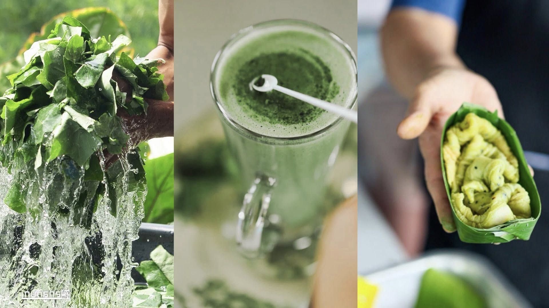 ผงชาเขียวจากใบตำลึง (Ivy Gourd Green Tea Powder)