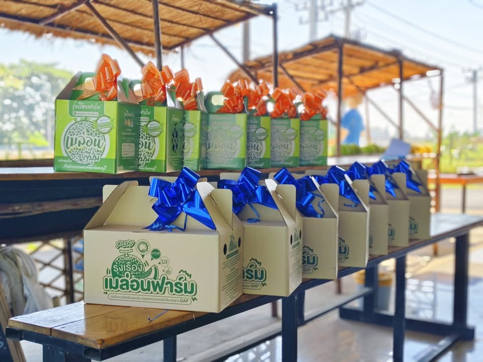 เมล่อนญี่ปุ่นพันธุ์มิโดริ และยูบาริ