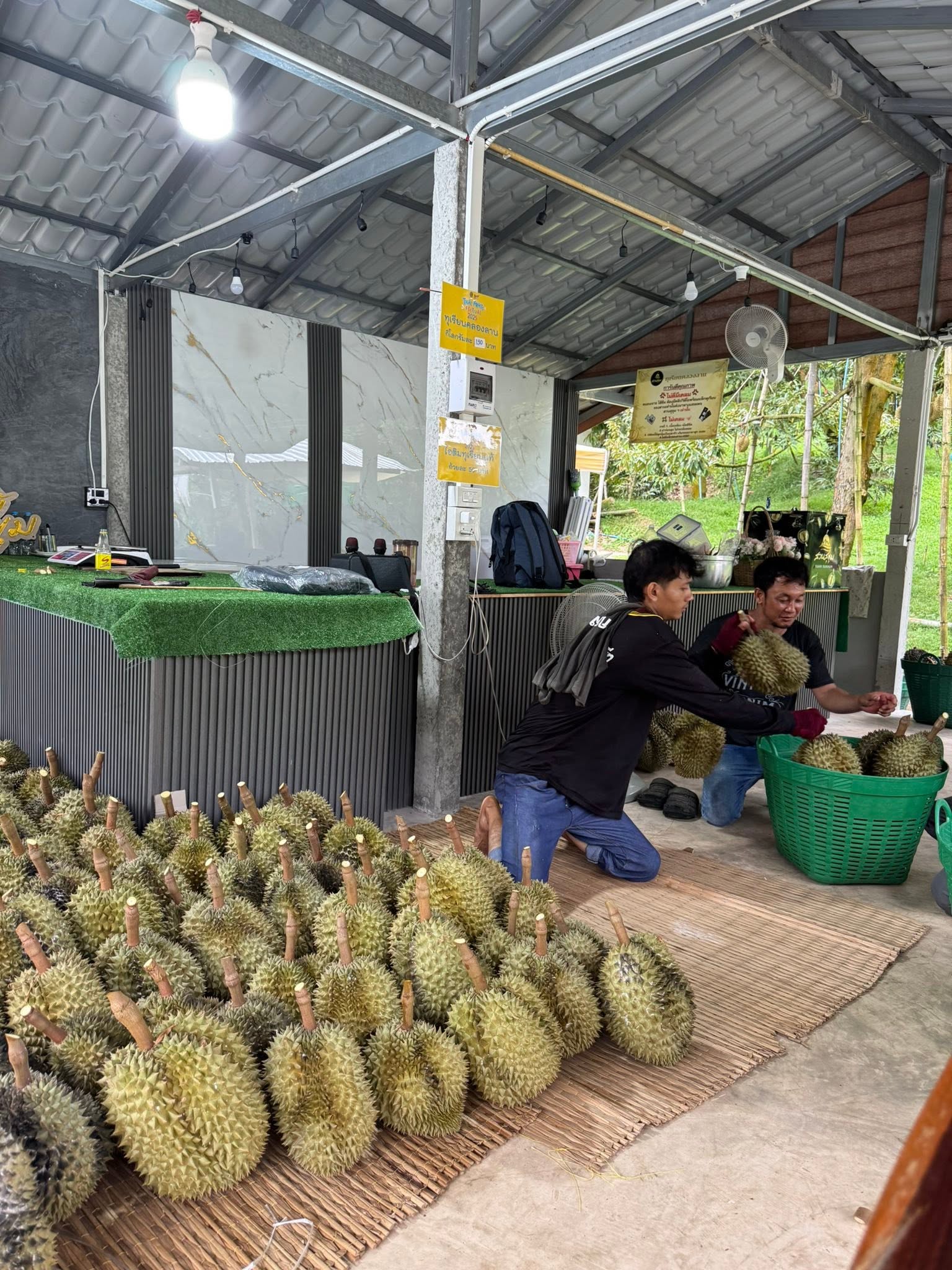 ทุเรียนหมอนทอง