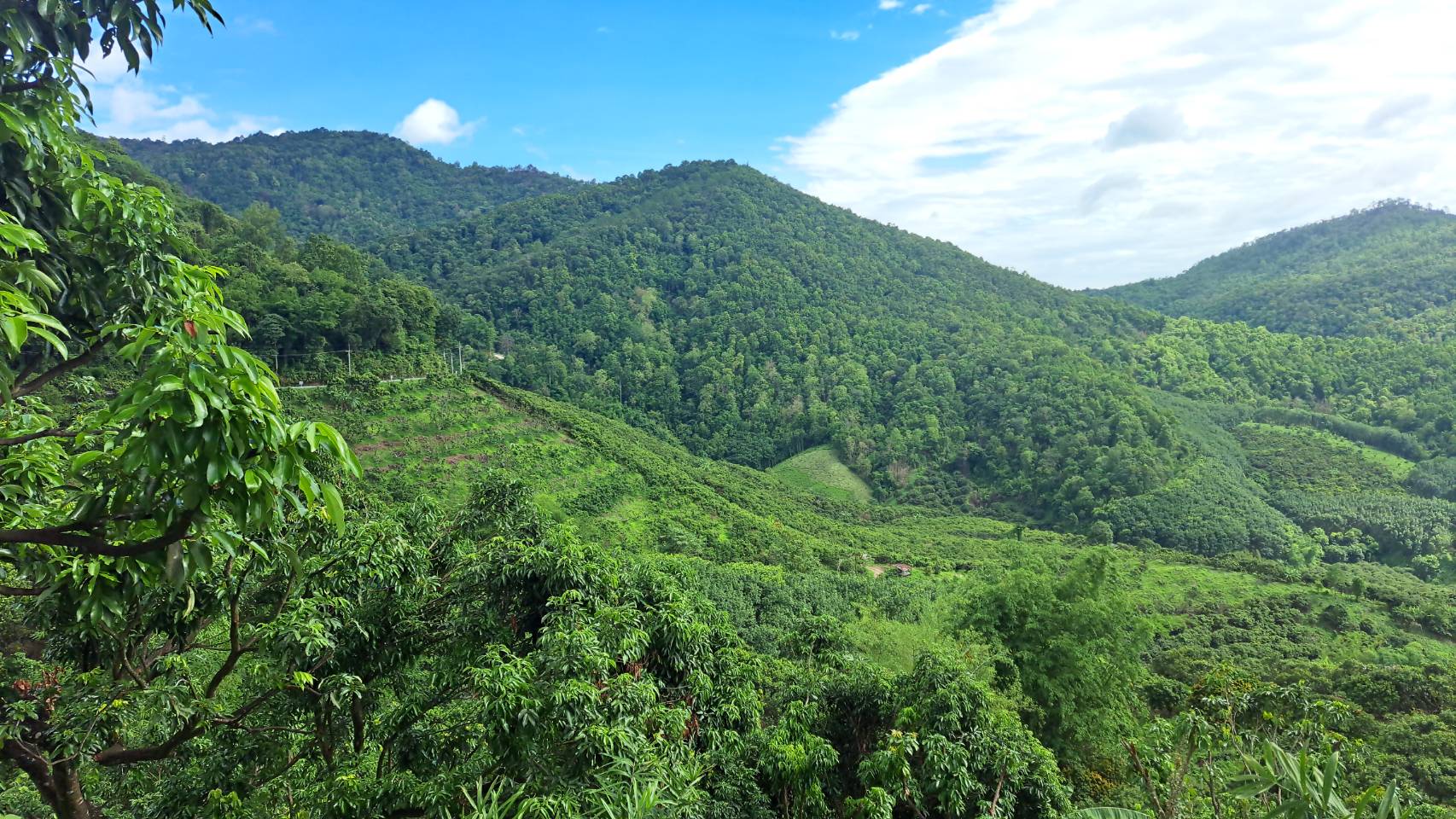 ภาพบรรยากาศ วิสาหกิจชุมชนผู้ปลูกกาแฟคุณภาพบ้านปางปูเลาะ ลำดับที่ 2