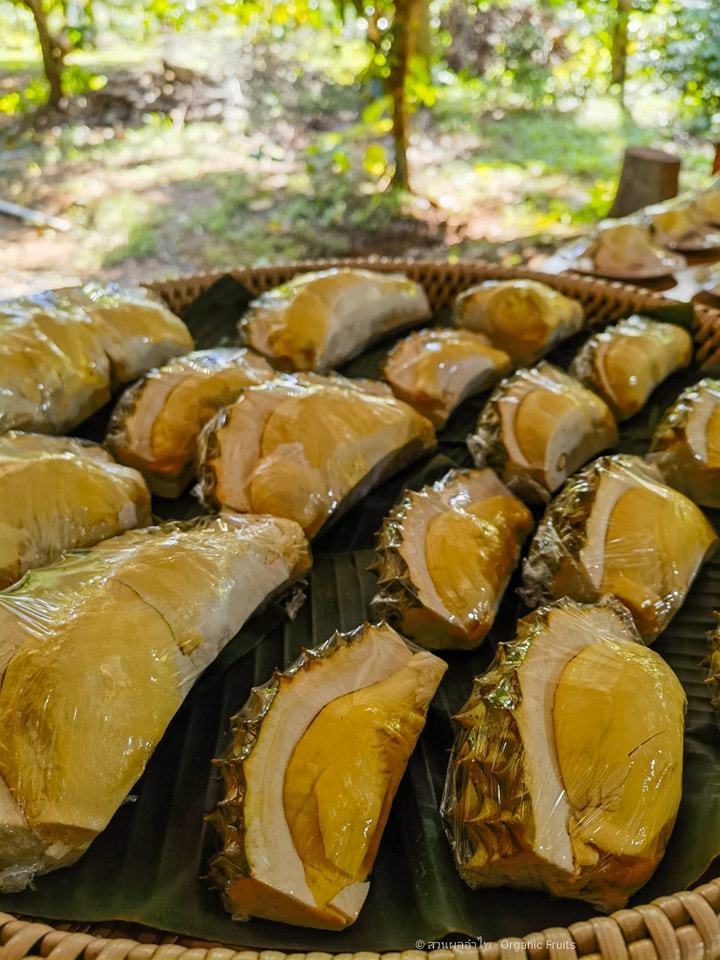 ภาพบรรยากาศ สวนผลอำไพ - Organic fruit ลำดับที่ 2