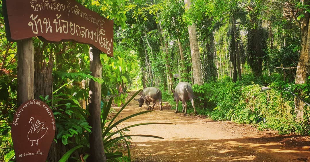 ภาพบรรยากาศ บ้านน้อยกลางป่าใหญ่ ลำดับที่ 1
