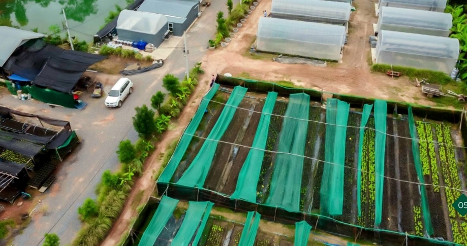 ภาพบรรยากาศ วิสาหกิจชุมชนฟาร์มผักบ้านดอนม่วง ลำดับที่ 2