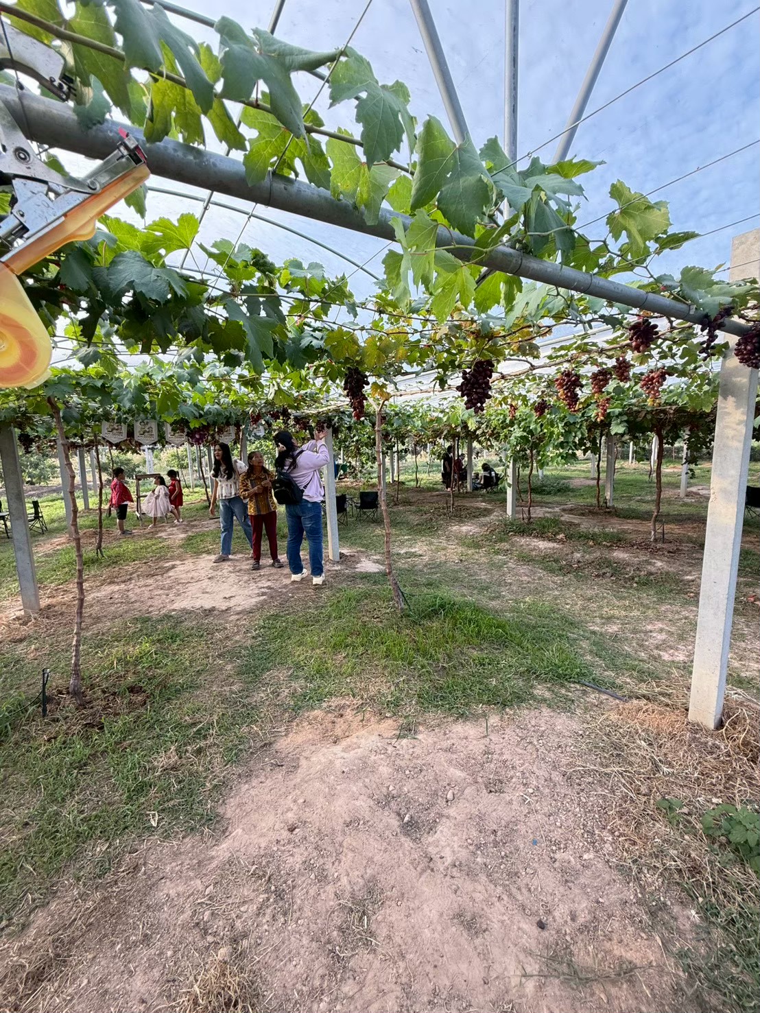 ภาพบรรยากาศ KM Grape Garden Mukdahan ลำดับที่ 8