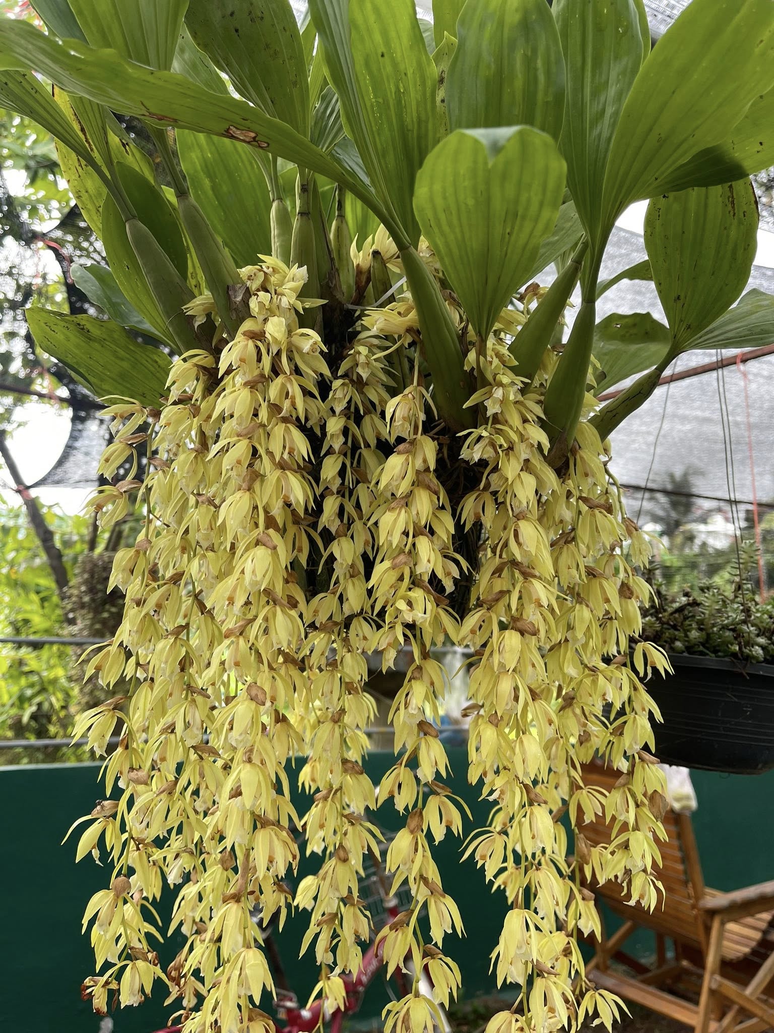 ภาพบรรยากาศ กลุ่มวิสาหกิจชุมชนชาววัดตาไก้พลวง ลำดับที่ 3