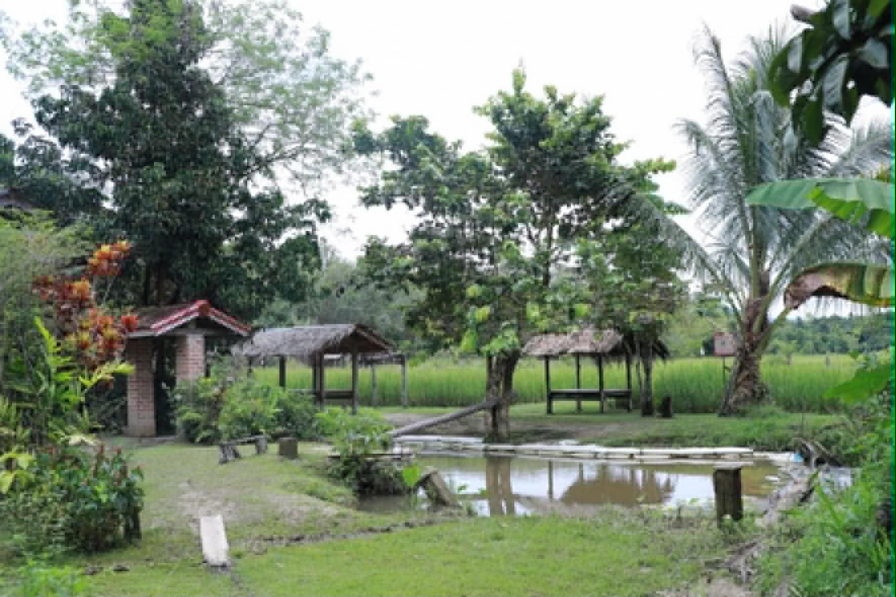 ภาพบรรยากาศ วิสาหกิจชุมชนกลุ่มนาข้าวอินทรีย์บ้านเจ๊ะเหม (โรงเรียนชาวนา) ลำดับที่ 2