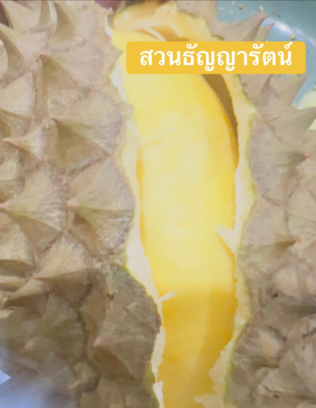 ภาพบรรยากาศ วิสาหกิจชุมชนเกษตรไม้ผลเชิงท่องเที่ยวตำบลจรัส ลำดับที่ 15