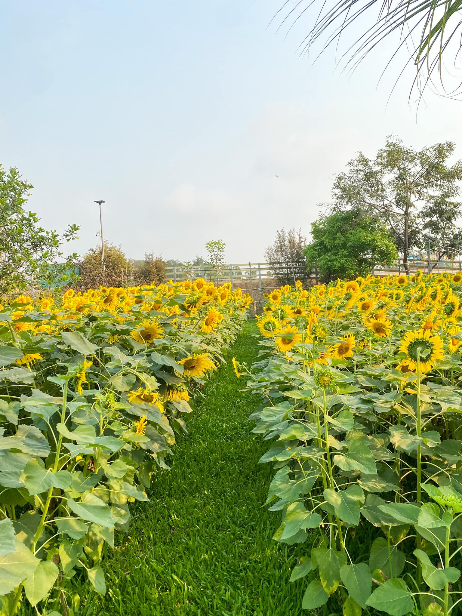 ภาพบรรยากาศ ไร่พิงใจ ลำดับที่ 1