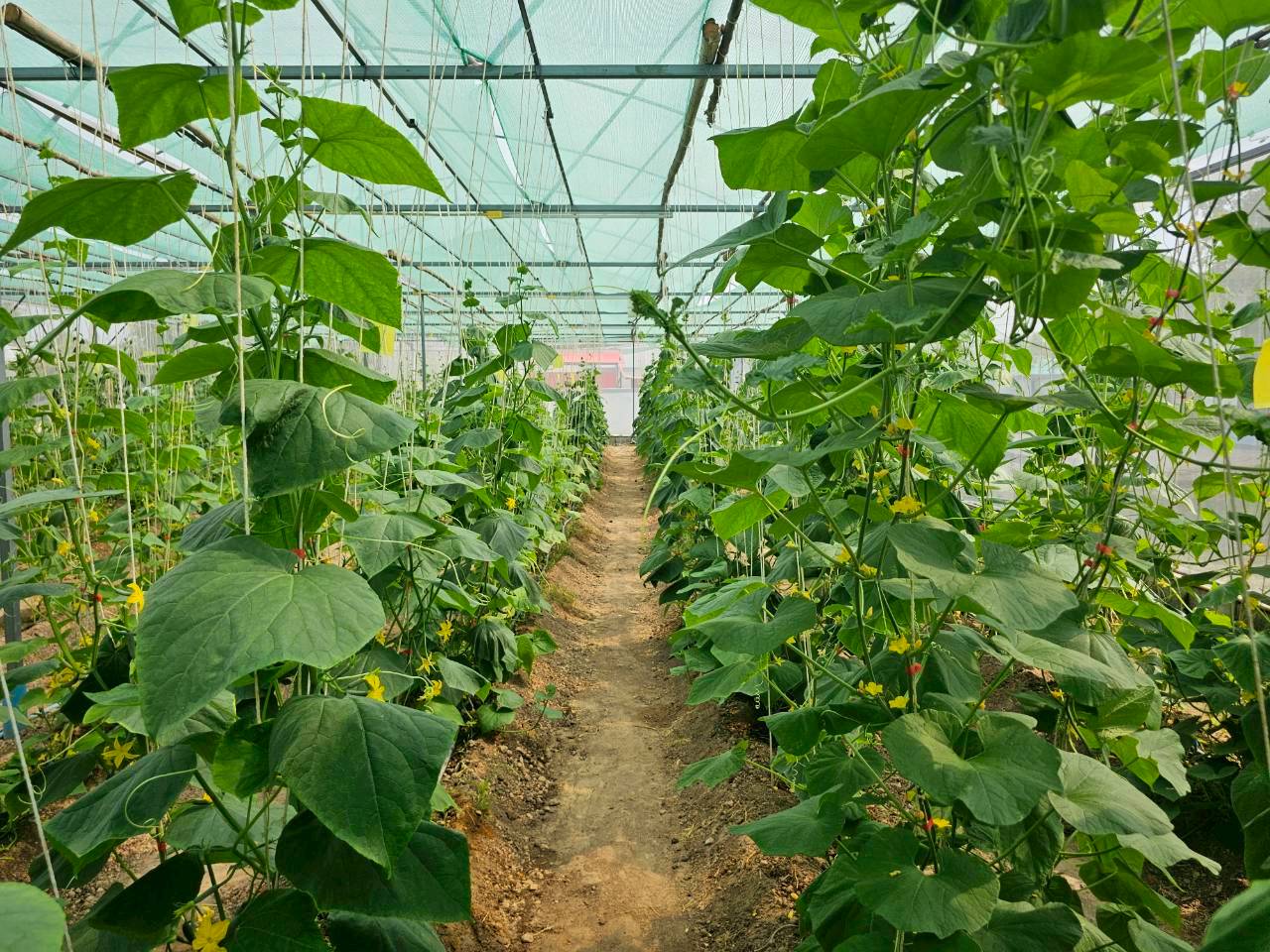 ภาพบรรยากาศ วิสาหกิจชุมชน บ้านสวนใจบุญ ลำดับที่ 5