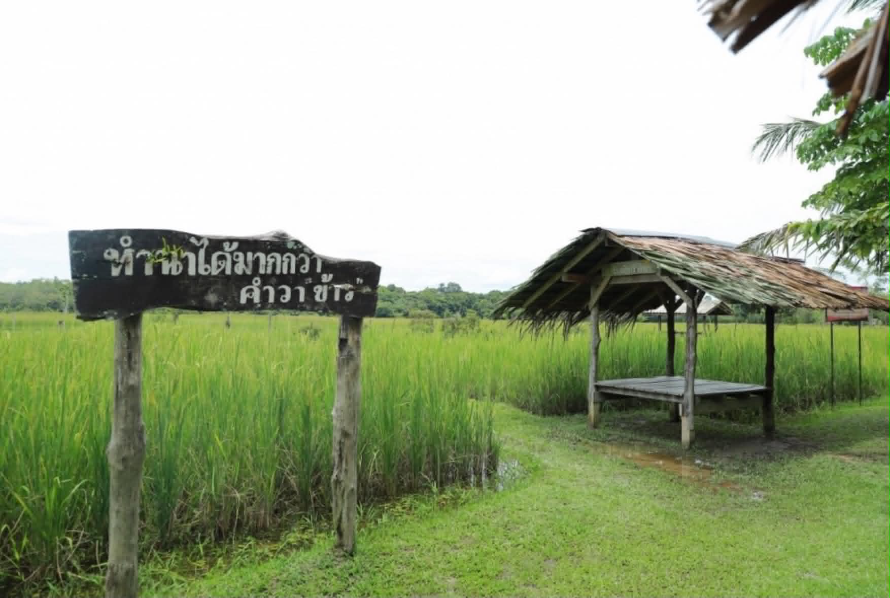 ภาพบรรยากาศ วิสาหกิจชุมชนกลุ่มนาข้าวอินทรีย์บ้านเจ๊ะเหม (โรงเรียนชาวนา) ลำดับที่ 5