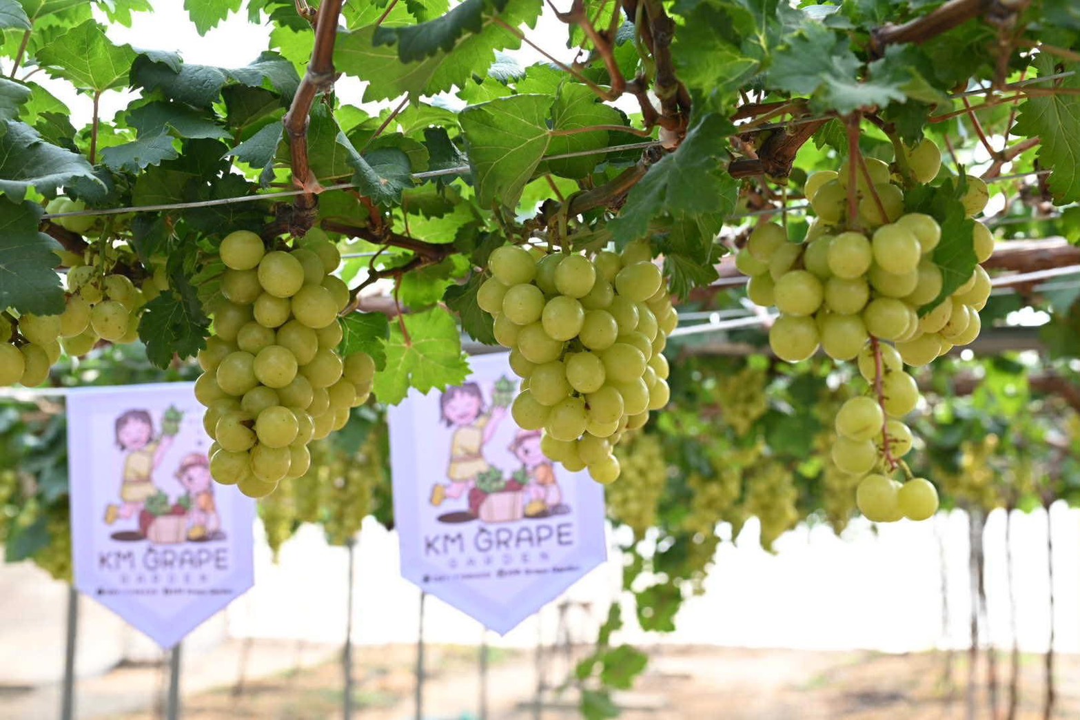 ภาพบรรยากาศ KM Grape Garden Mukdahan ลำดับที่ 2