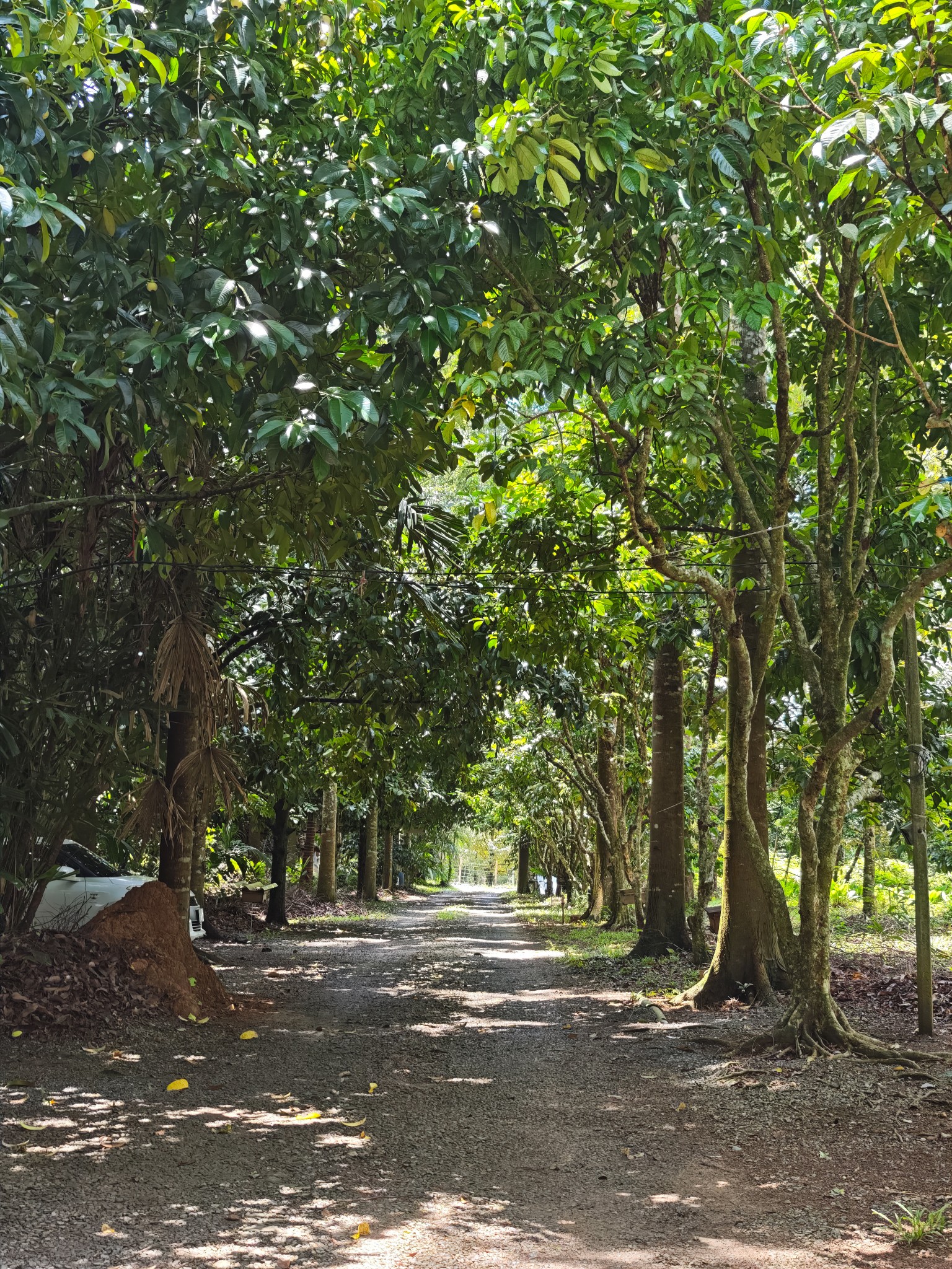 ภาพบรรยากาศ สวนผลอำไพ - Organic fruit ลำดับที่ 10