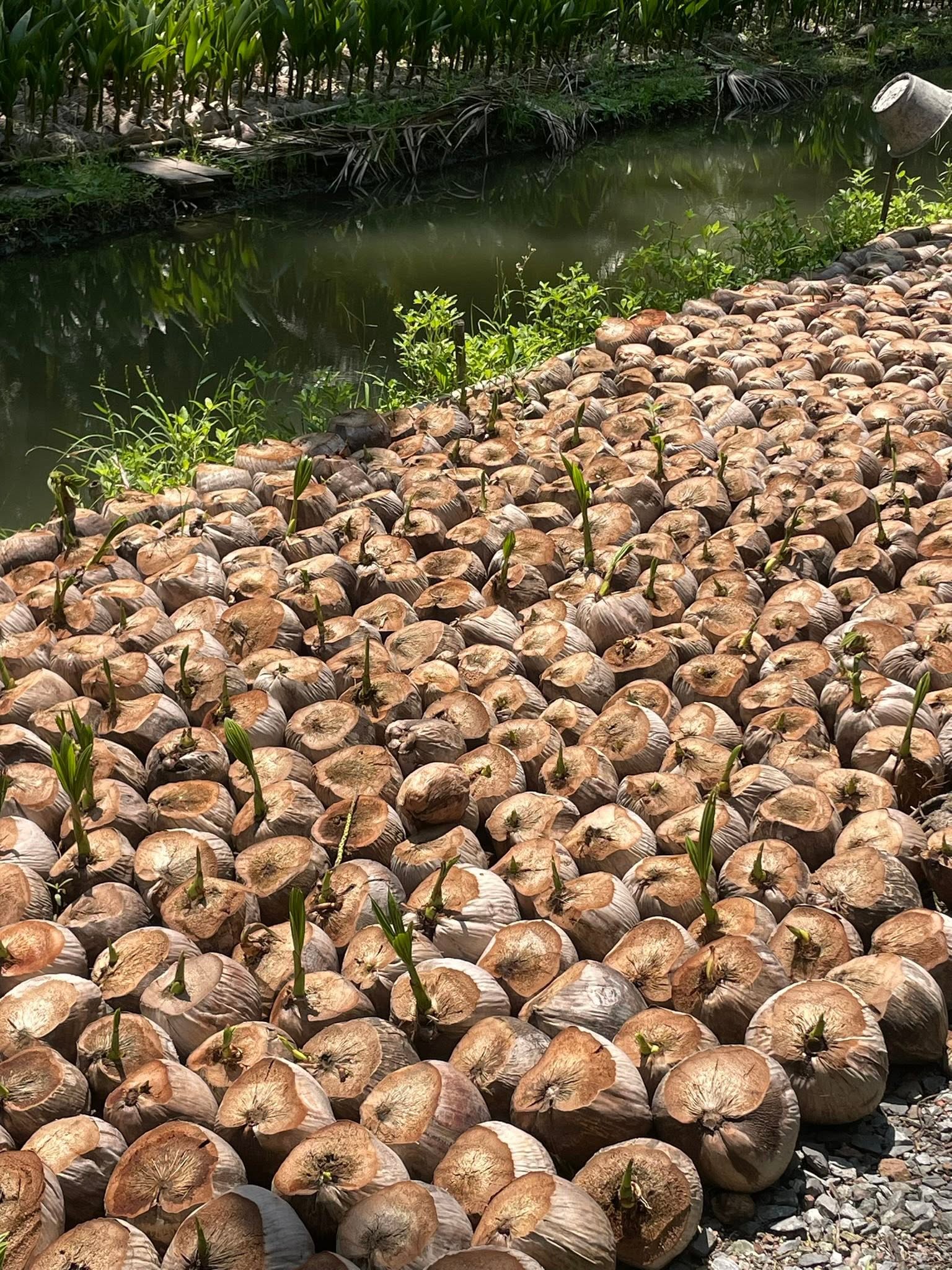 ภาพบรรยากาศ วิสาหกิจชุมชนท่องเที่ยวเชิงเกษตร ตำบลหนองสองห้อง ลำดับที่ 3