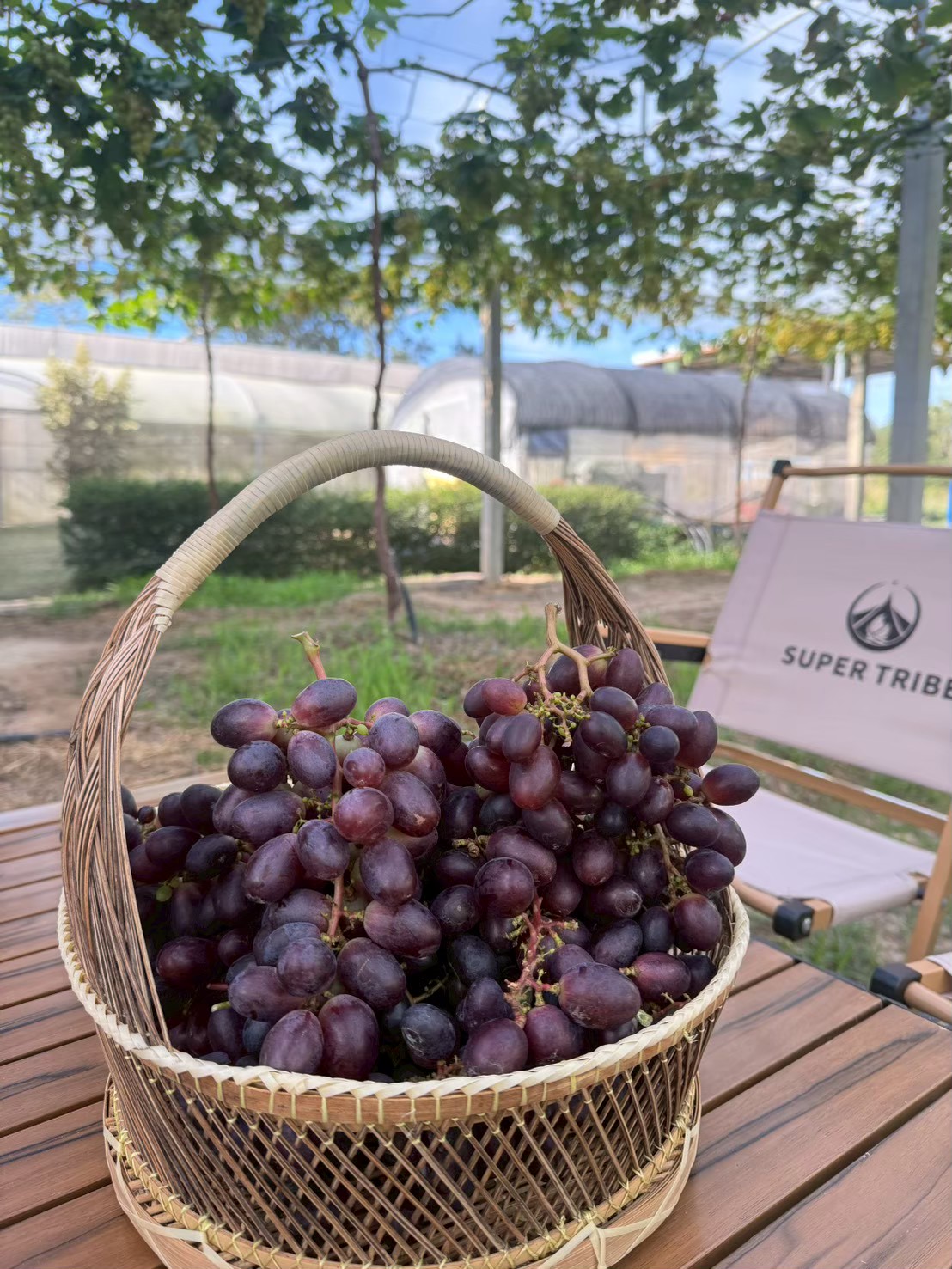 ภาพบรรยากาศ KM Grape Garden Mukdahan ลำดับที่ 6
