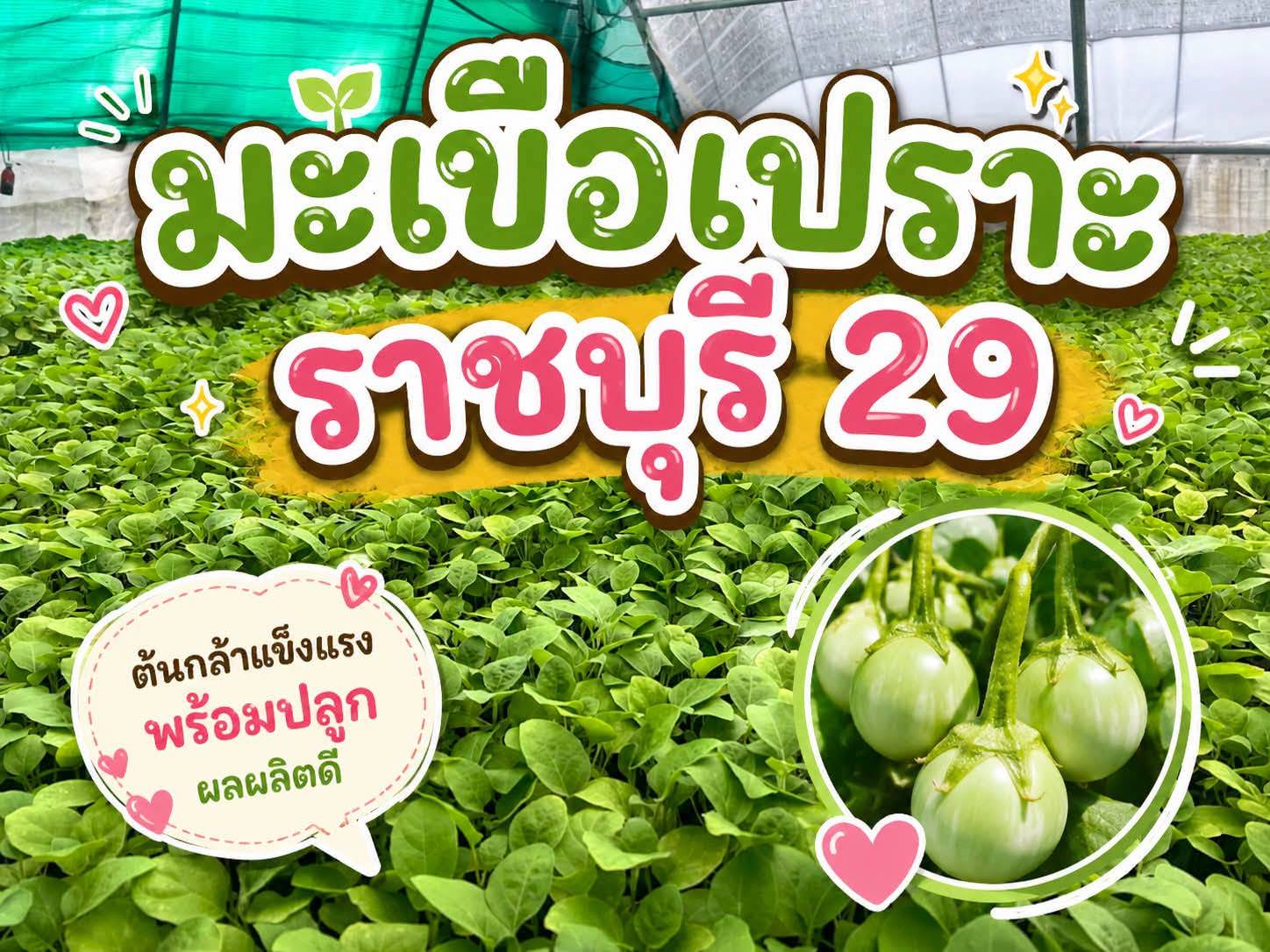 ภาพบรรยากาศ ไร่แนนแนน ลำดับที่ 15
