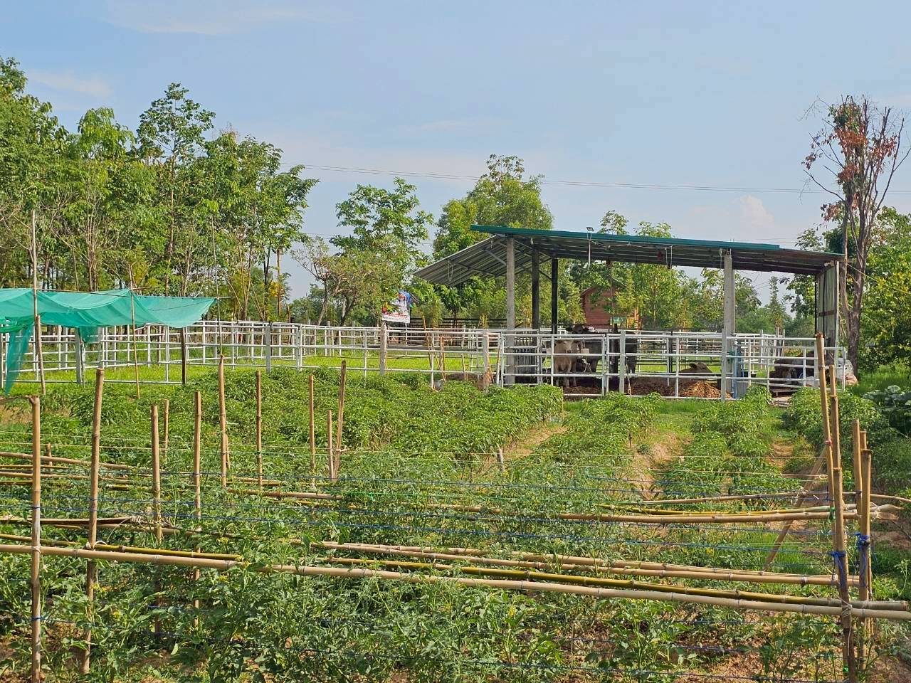 ภาพบรรยากาศ วิสาหกิจชุมชน บ้านสวนใจบุญ ลำดับที่ 7