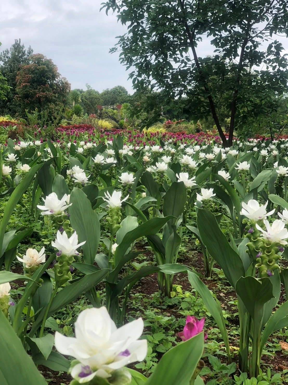 ภาพบรรยากาศ วิสาหกิจชุมชนเกษตรผสมผสานบ้านเสรีราษฎร์ ตำบลช่องแคบ อำเภอพบพระ จังหวัดตาก (สวนพงษ์คุ้มภัย) ลำดับที่ 10