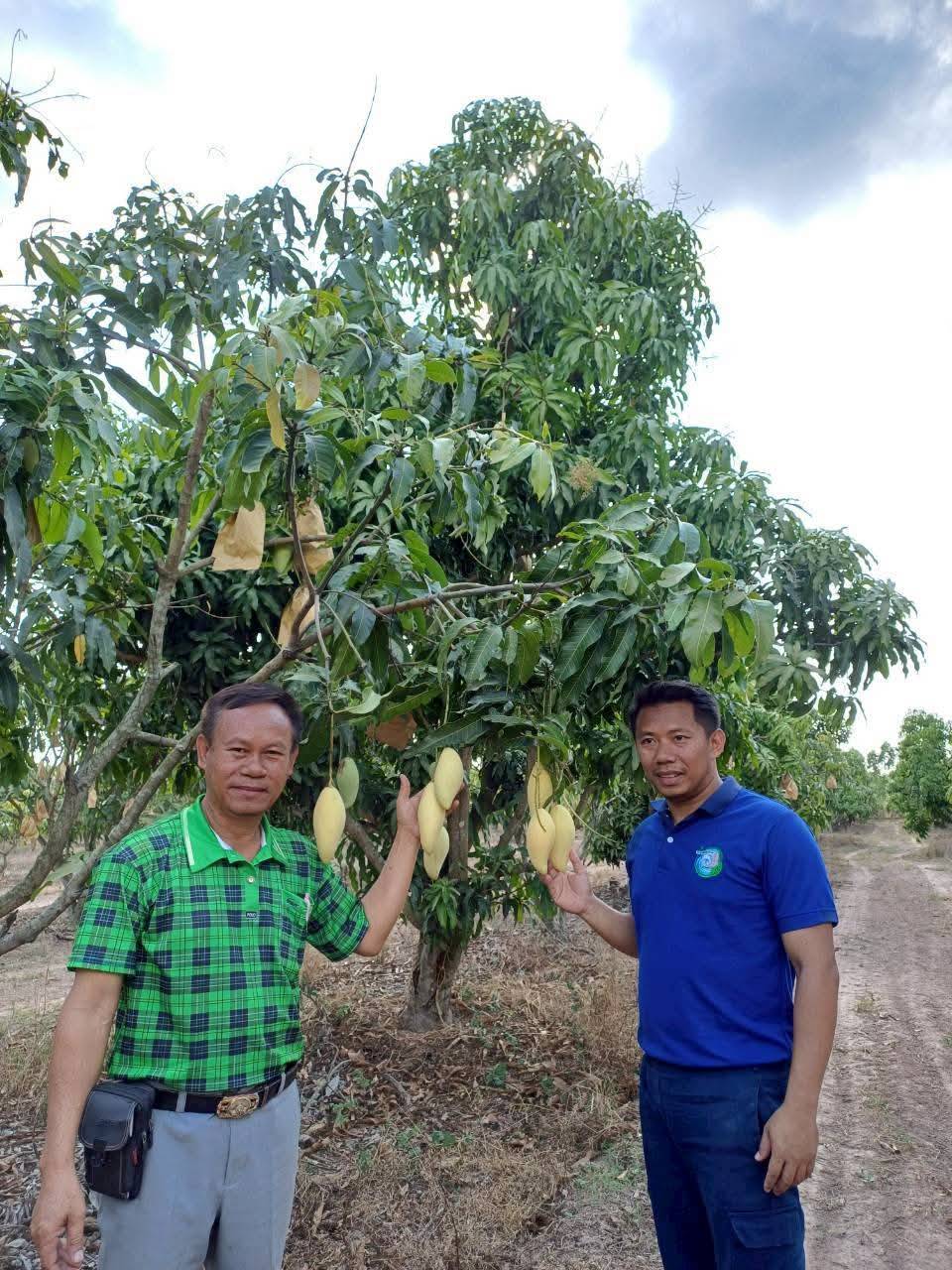 ภาพบรรยากาศ วิสาหกิจชุมชนกลุ่มผลิตมะม่วงนอกฤดูบ้านมาบเหียง ลำดับที่ 2