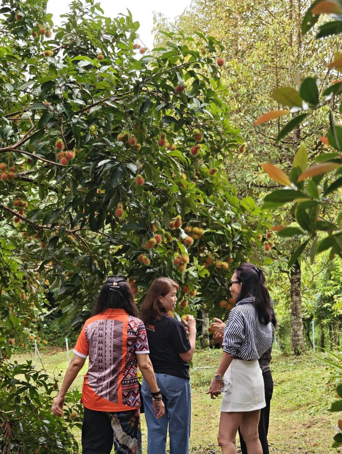ภาพบรรยากาศ สวนผลอำไพ - Organic fruit ลำดับที่ 14