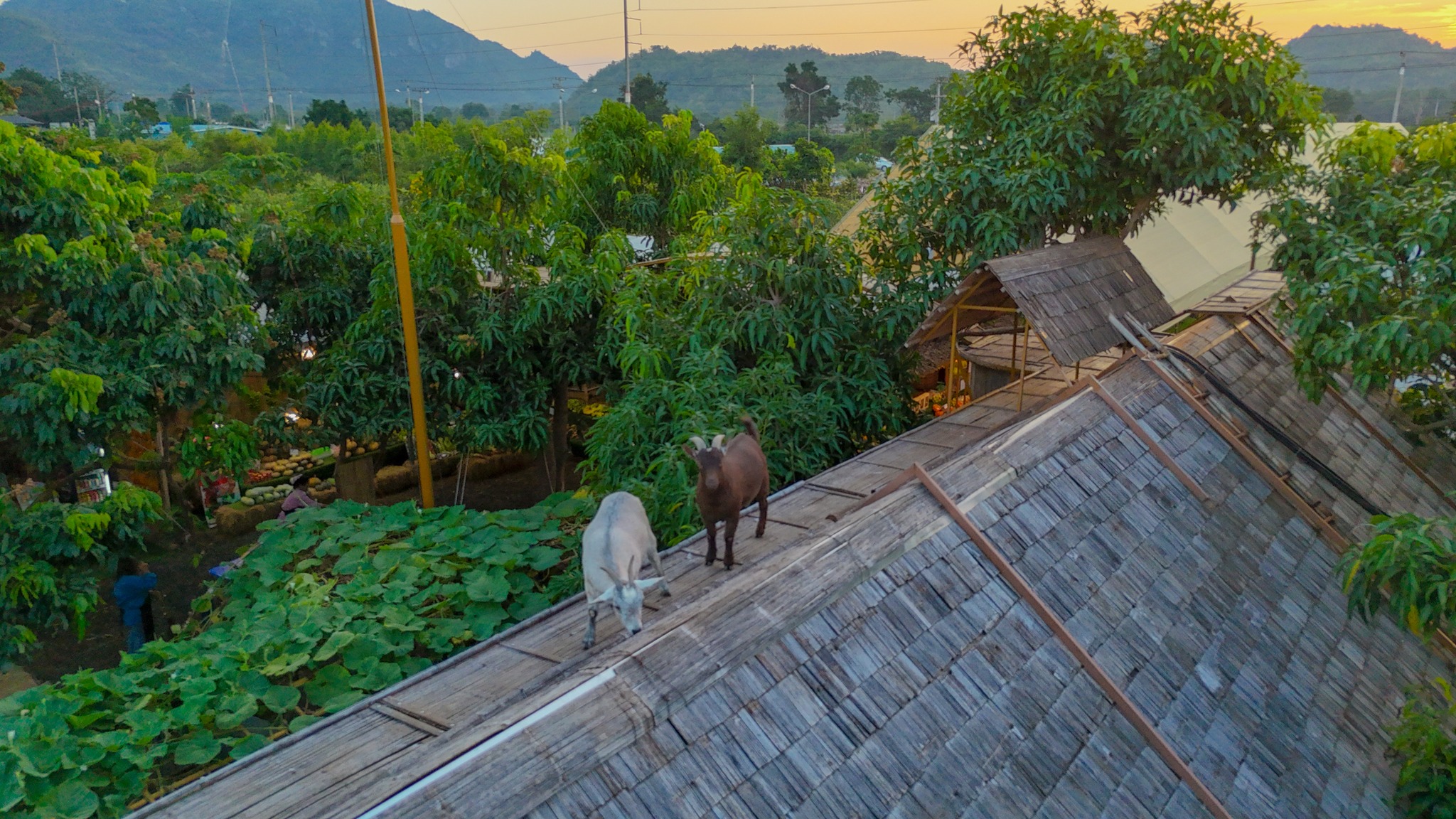 ภาพบรรยากาศ Maple Gardens - สวนเมเปิ้ล กาญจนบุรี ลำดับที่ 1