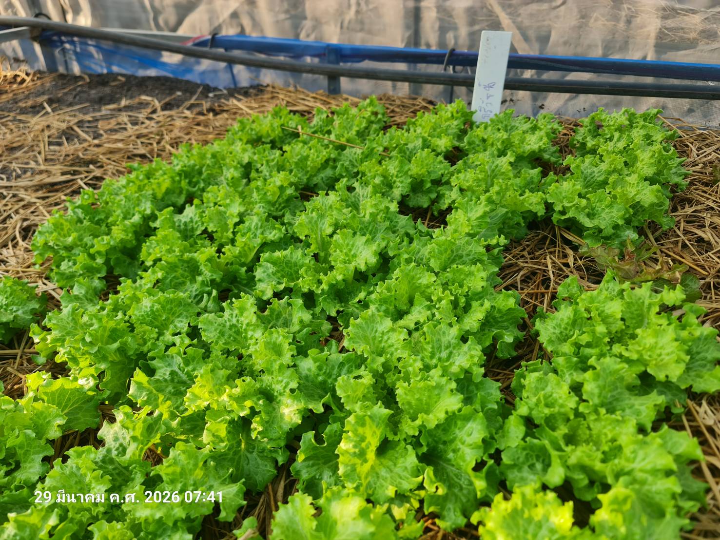 ภาพบรรยากาศ DooDo Backyard Farm ลำดับที่ 11
