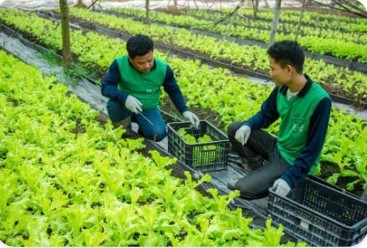 ภาพบรรยากาศ วิสาหกิจชุมชนฟาร์มผักบ้านดอนม่วง ลำดับที่ 1