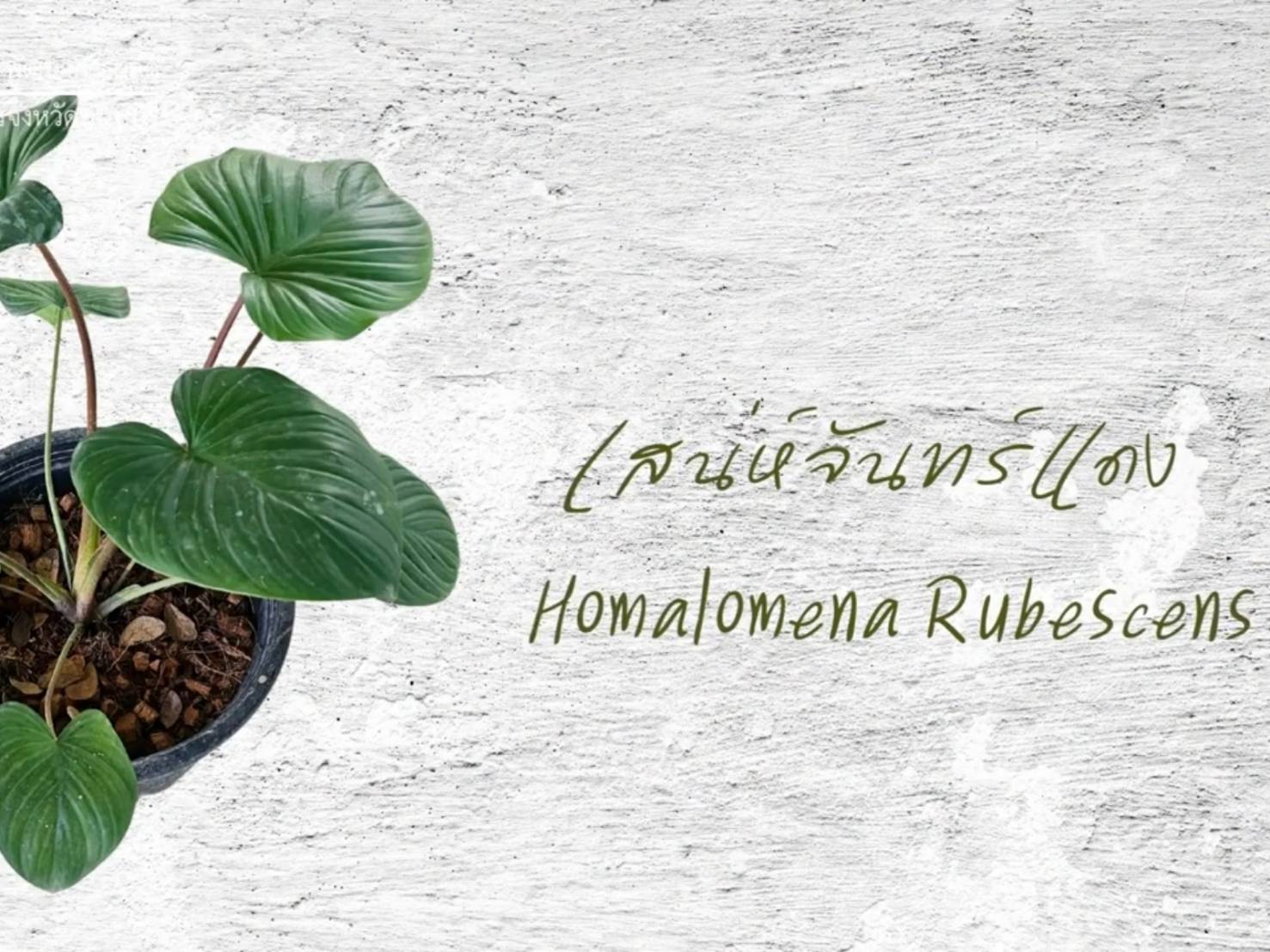 ภาพบรรยากาศ สวนอาจารย์น้อย ลำดับที่ 2