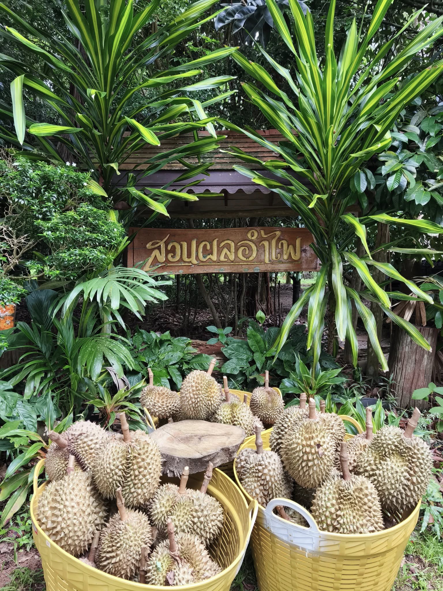 ภาพบรรยากาศ สวนผลอำไพ - Organic fruit ลำดับที่ 6