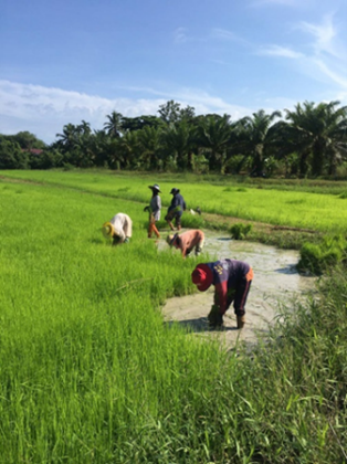 ภาพบรรยากาศ ศูนย์สาธิตวิสาหกิจชุมชนท่าช้างฟื้นฟูเศรษฐกิจ ลำดับที่ 14